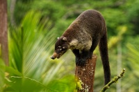 Nosal belohuby - Nasua narica - White-nosed Coati 0785